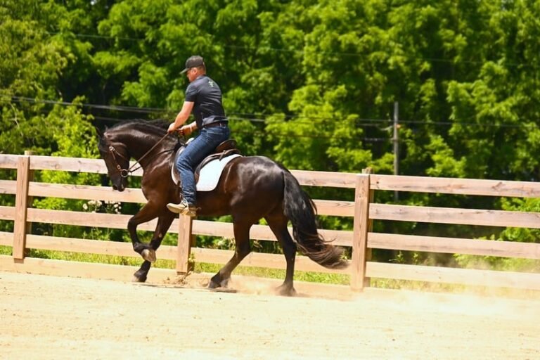 🐎 Friesian Sport Horse for Sale USA