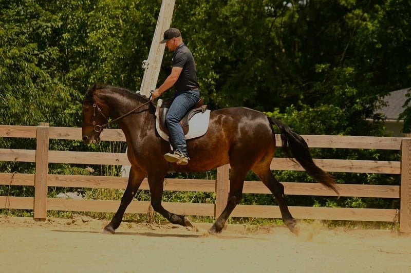 Friesian Gelding for Sale USA