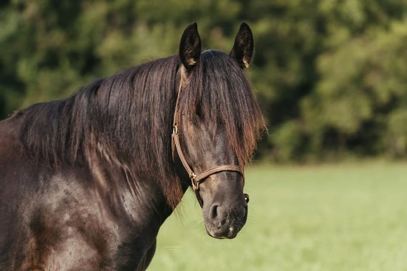 π Friesian Gelding for Sale USA