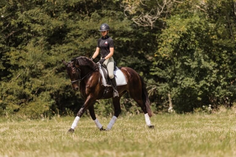 Friesian Cross Gelding for Sale USA