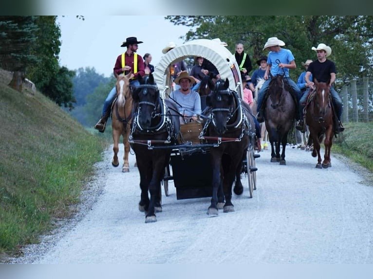 Friesian Cross Gelding for Sale USA