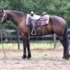 🐎 Friesian Quarter Horse for Sale USA