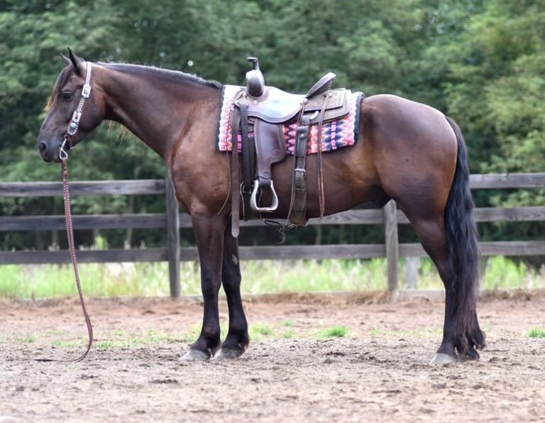 🐎 Friesian Quarter Horse for Sale USA