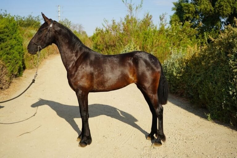 warlander mare for sale usa