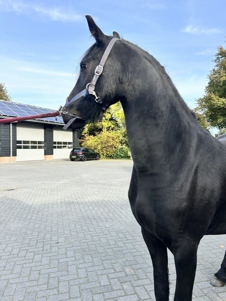 🐎 Friesian Mare for Sale EU