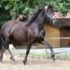 Friesian Mare for Sale EU