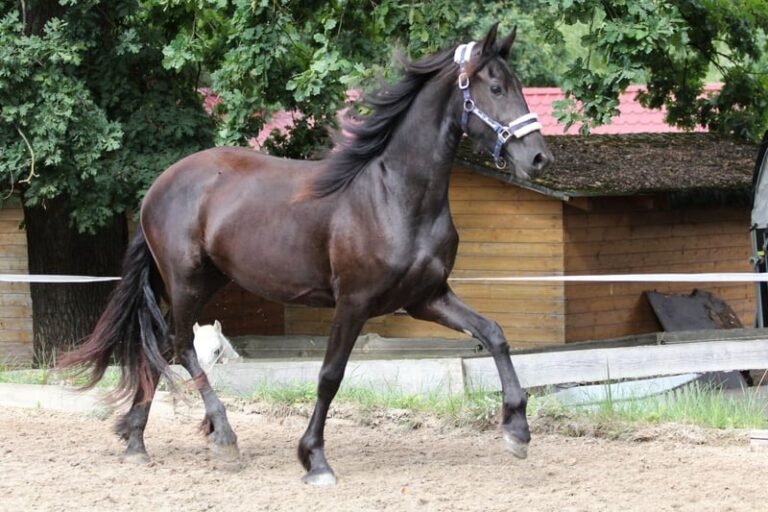 Friesian Mare for Sale EU