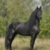Friesian Stallion for Sale EU