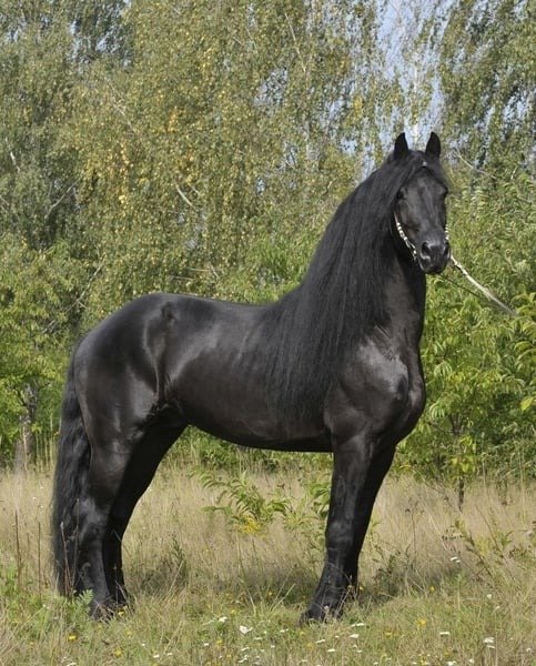 Friesian Stallion for Sale EU