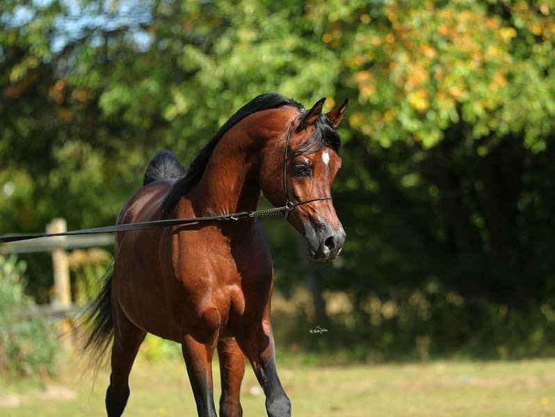 Arabian Stallion for Sale Poland