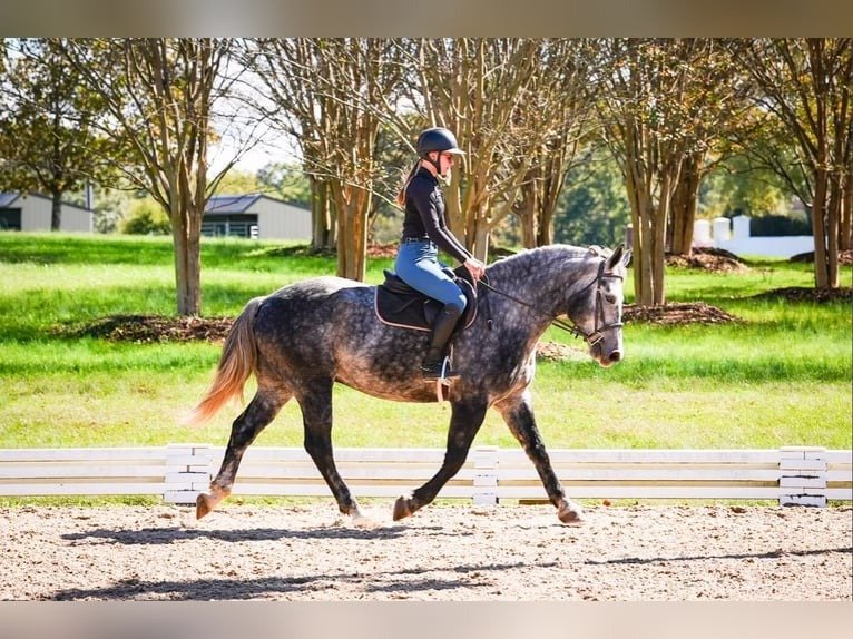 🐎 Friesian Gelding for Sale USA