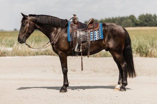 Friesian Cross Gelding for Sale USA