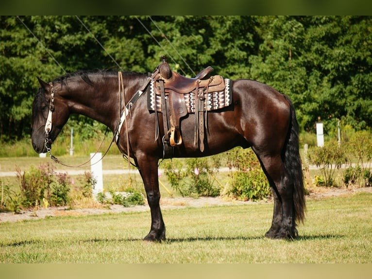 Friesian Cross Gelding for Sale USA