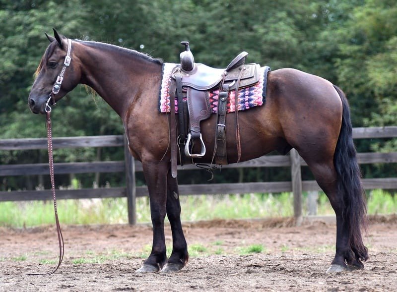 🐎 Friesian Quarter Horse for Sale USA