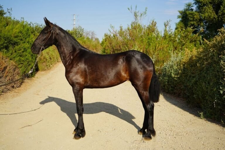 warlander mare for sale usa