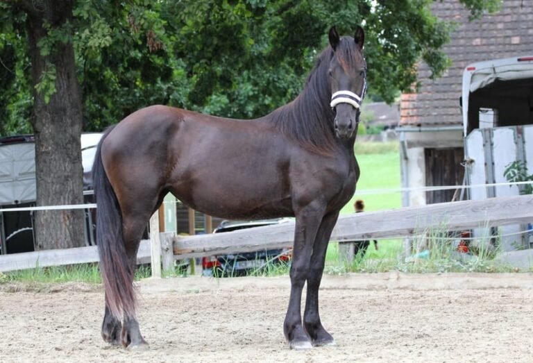 Friesian Mare for Sale EU