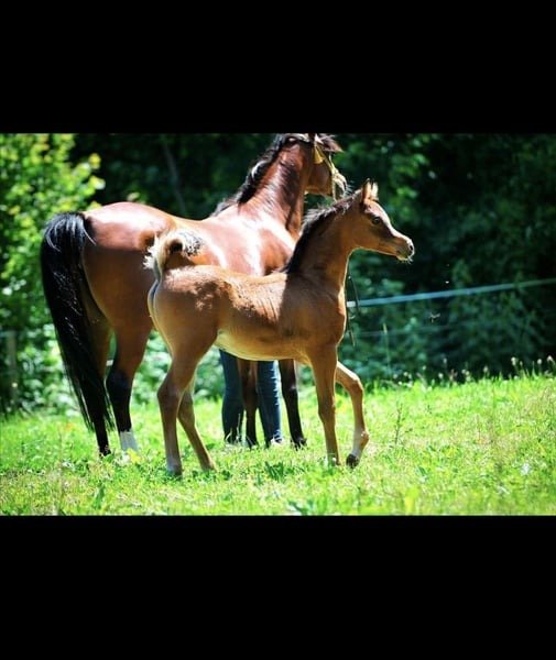 Arabian Mare for Sale Germany