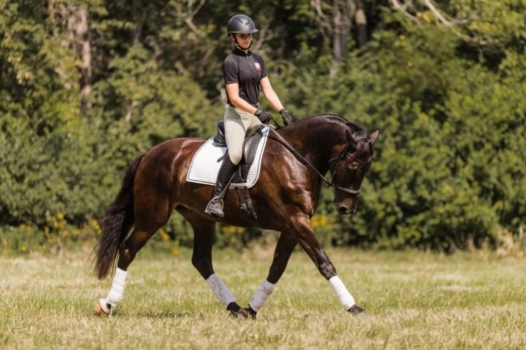 Friesian Cross Gelding for Sale USA