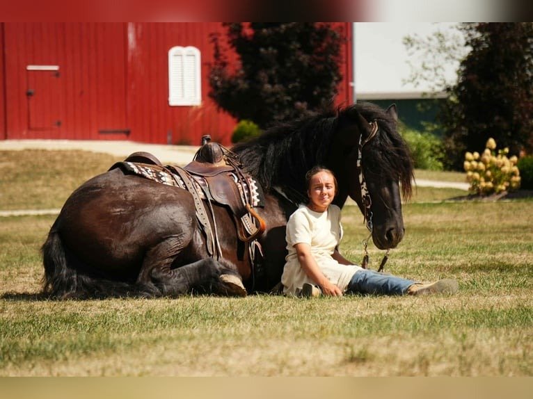 Friesian Cross Gelding for Sale USA