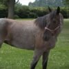 Friesian Cross Mare for Sale USA Friesian Cross Mare for Sale USA