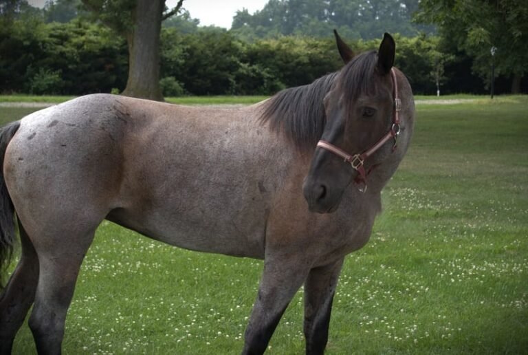 Friesian Cross Mare for Sale USA
