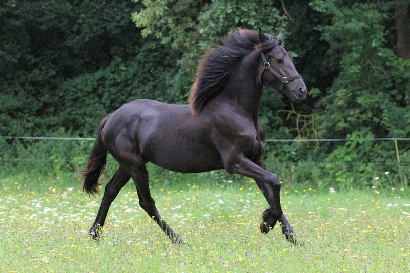 Friesian Mare for Sale EU