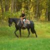 Friesian Gelding for Sale USA
