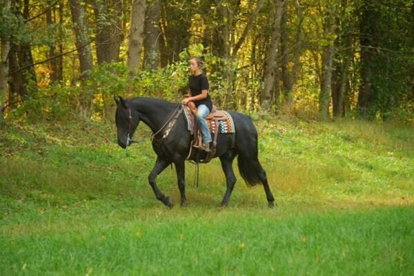 Friesian Gelding for Sale USA
