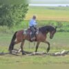 Friesian Gelding for Sale USA Friesian Gelding for Sale USA