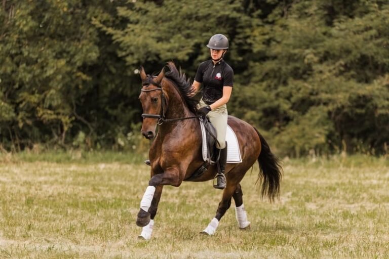 🐎 Friesian Sport Horse for Sale USA