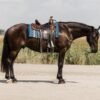 Friesian Cross Gelding for Sale USA