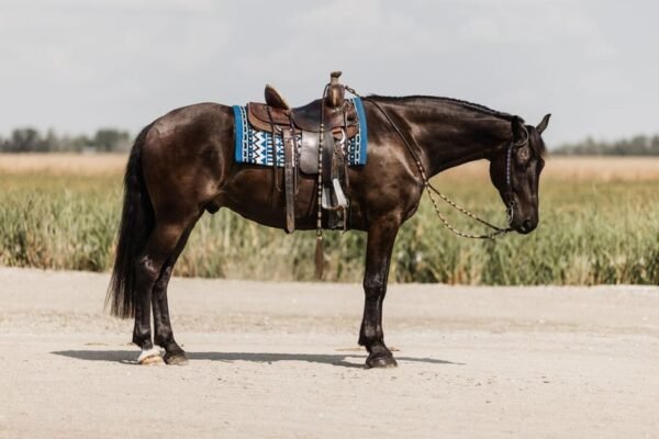 Friesian Cross Gelding for Sale USA