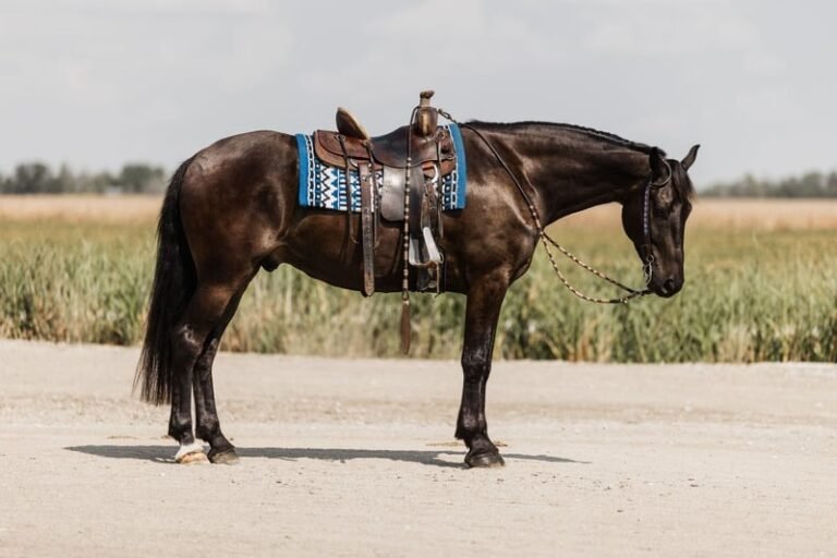 Friesian Cross Gelding for Sale USA