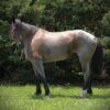 Friesian Cross Mare for Sale USA Friesian Cross Mare for Sale USA