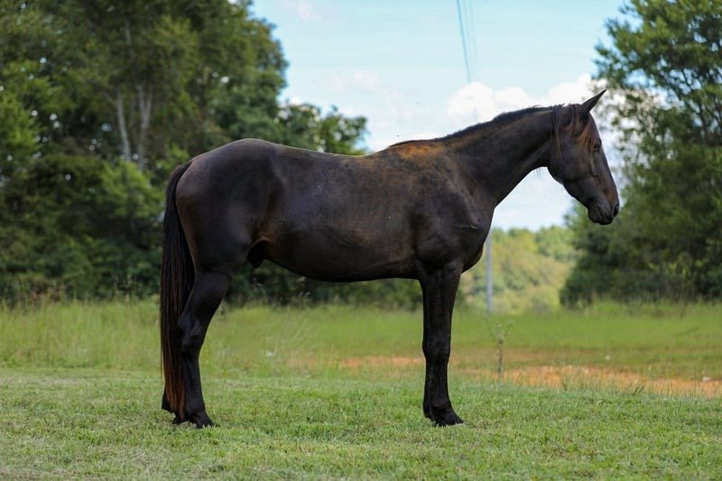 π Friesian Sport Horse for Sale USA