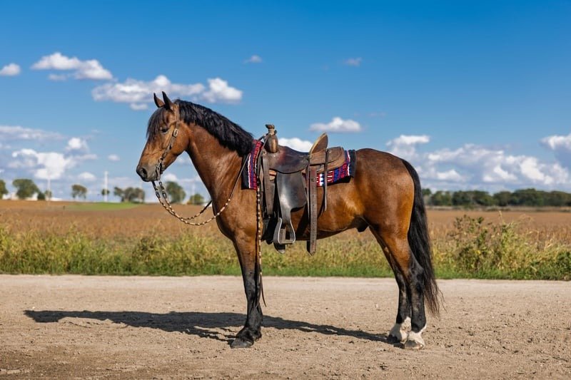 Friesian Cross Pony for Sale USA