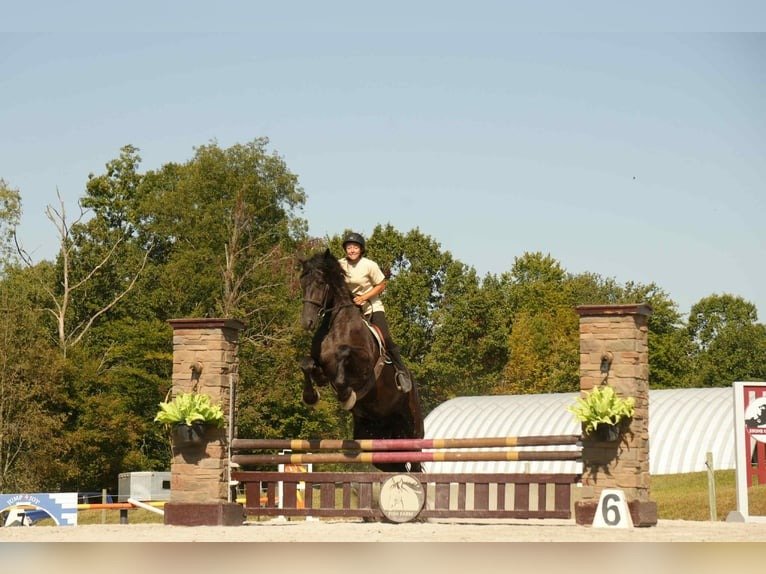 Friesian Cross Gelding for Sale USA