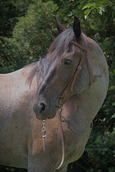 Friesian Cross Mare for Sale USA