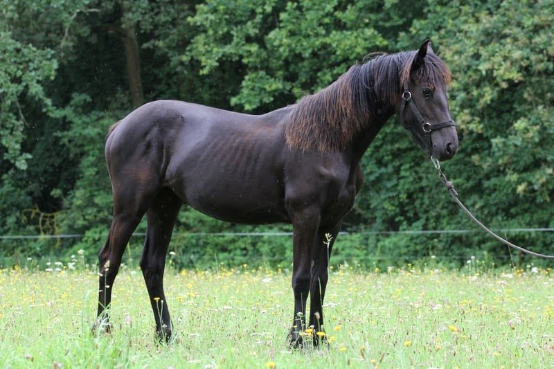 Friesian Mare for Sale EU