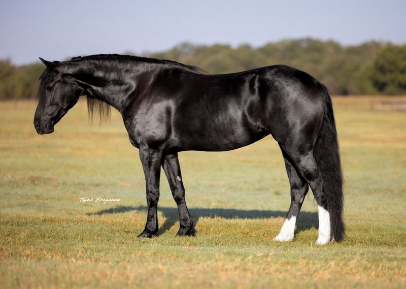 Friesian Sporthorse Gelding for Sale USA