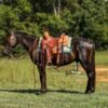 π Friesian Sport Horse for Sale USA π Friesian Sport Horse for Sale USA