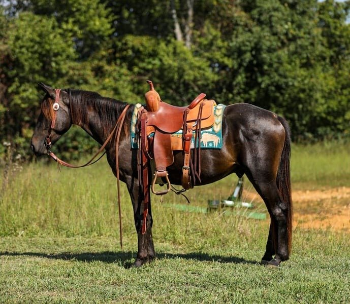 🐎 Friesian Sport Horse for Sale USA