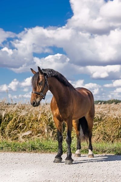 Friesian Cross Pony for Sale USA