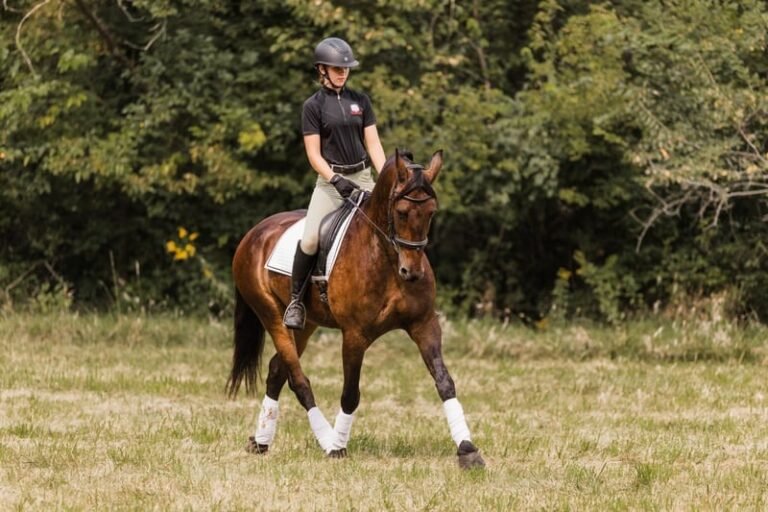 🐎 Friesian Sport Horse for Sale USA