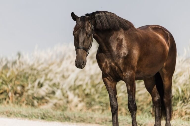 Friesian Cross Gelding for Sale USA