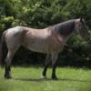 Friesian Cross Mare for Sale USA Friesian Cross Mare for Sale USA