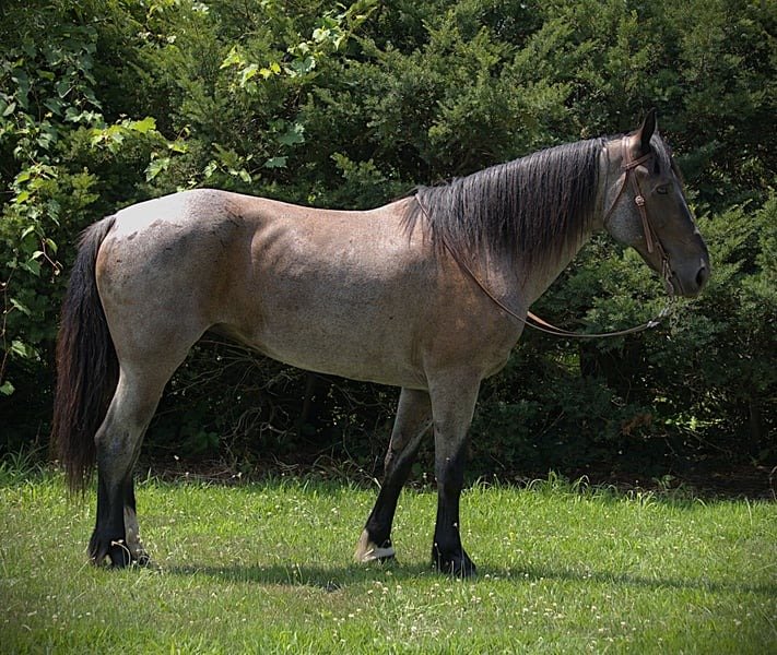 Friesian Cross Mare for Sale USA