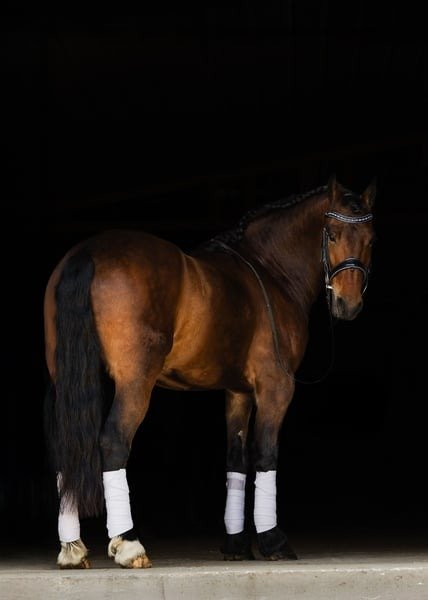 Friesian Cross Pony for Sale USA