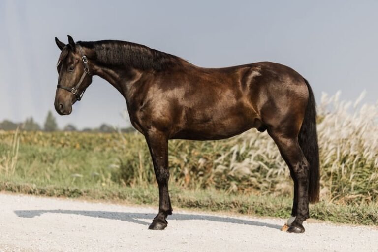 Friesian Cross Gelding for Sale USA