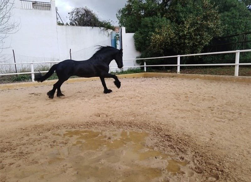 🐎 Friesian Stallion for Sale EU